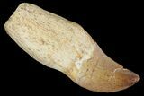 Fossil Rooted Mosasaur (Prognathodon) Tooth - Morocco #117060-1